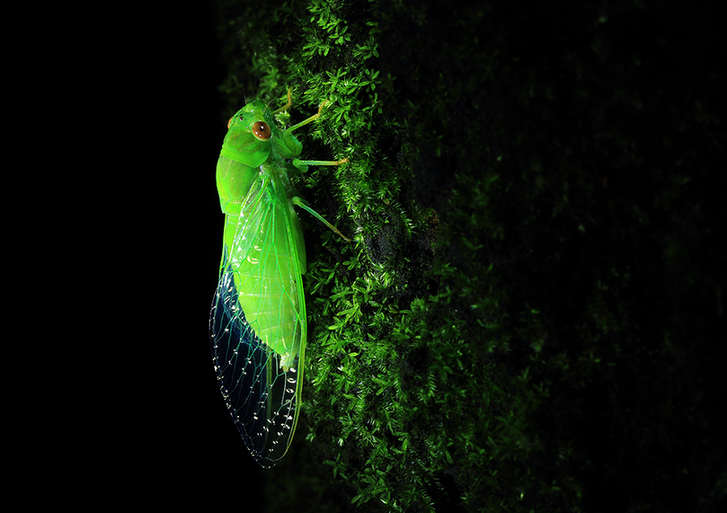 The world of cicadas - photos by Zhong Ming