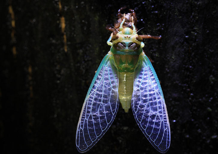 The world of cicadas - photos by Zhong Ming