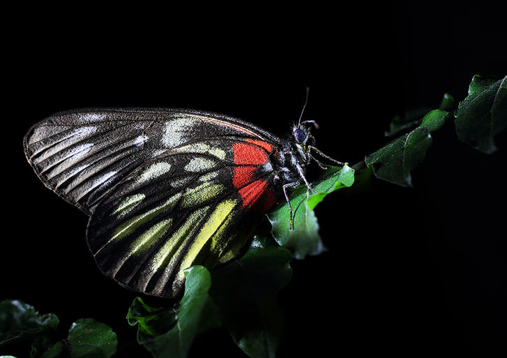 Feast for butterfly lovers - photos by Zhong Ming