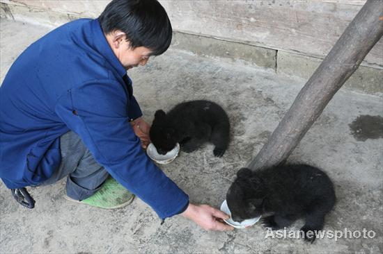 Farmer in Sichuan adopts twin bears