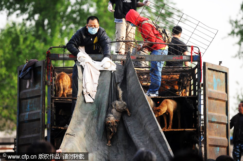 Over 500 dogs rescued on the way to slaughter