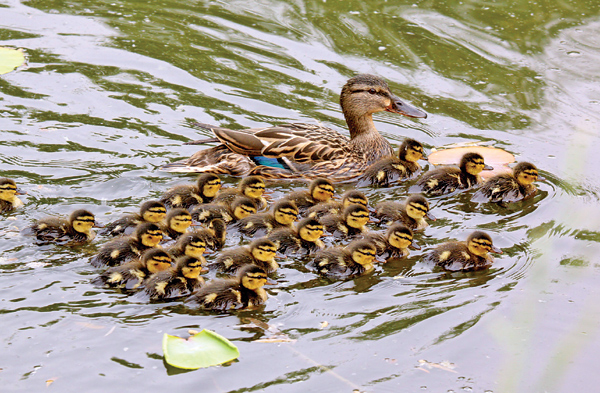 Little quackers