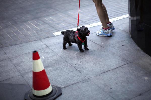 Shanghai: One pet dog per household