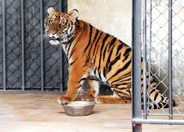 South China tiger moved to new home