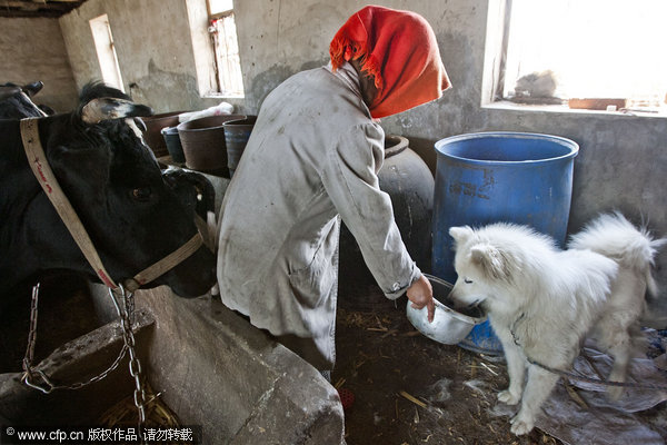 Milk goes to waste as dairy farmers lose buyer