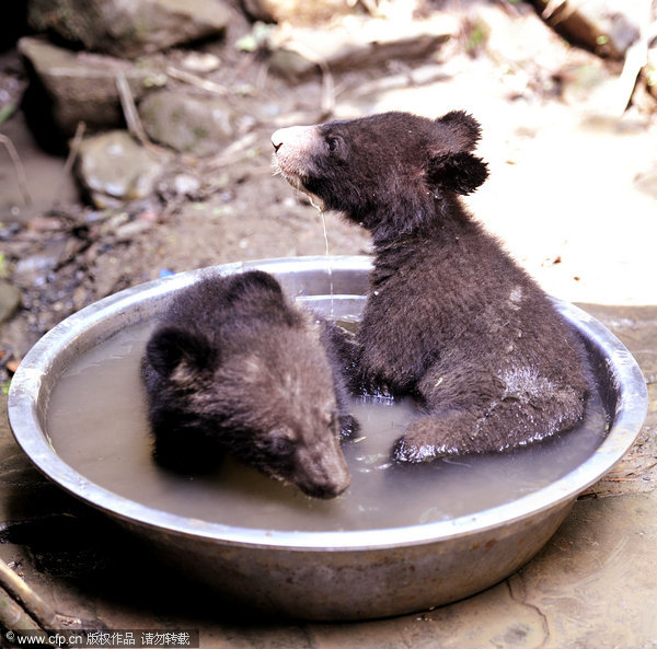 Farmer helps with the bear necessities of life