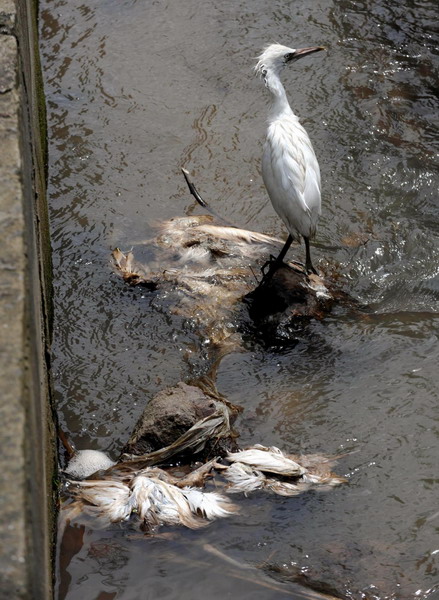 Young egrets drop dead en masse in E China