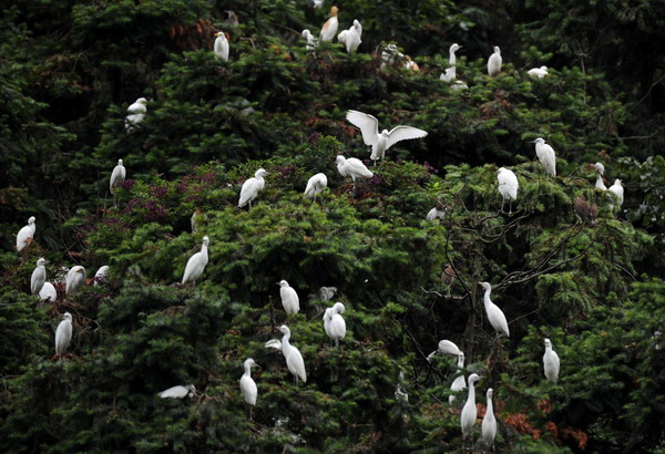 Young egrets drop dead en masse in E China