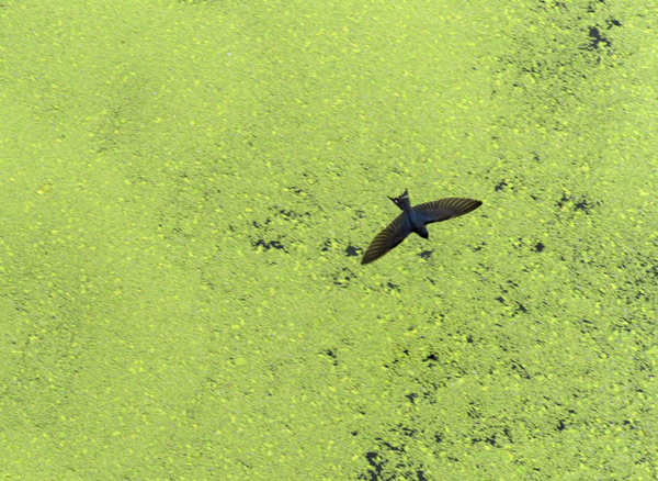 Green algae bloom chokes inland river