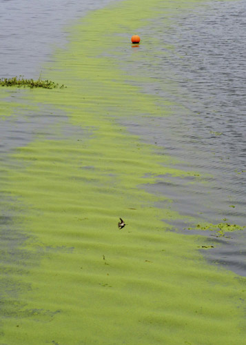 Green algae bloom chokes inland river