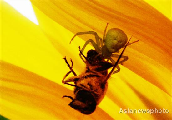 Unusual spider with human features