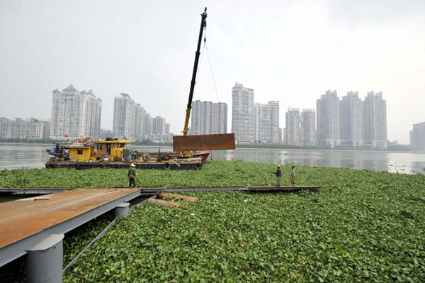 Invasive plant chokes Pearl River