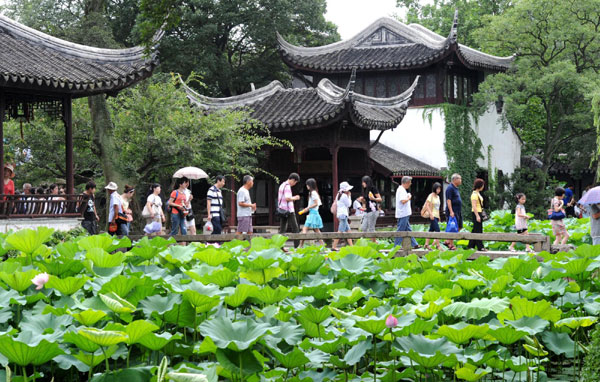 Lovely lotus blooms blanket park ponds