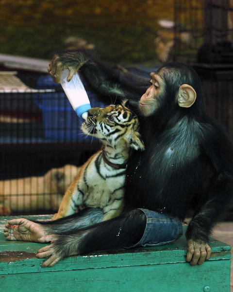 Tiger cub and chimp unlikely nursery playmates