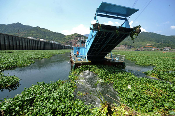 River users battle invasive water hyacinth