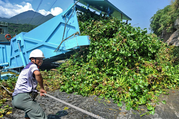 River users battle invasive water hyacinth