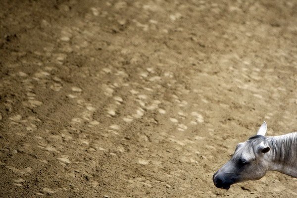 Hungarian equestrians prepare for performance