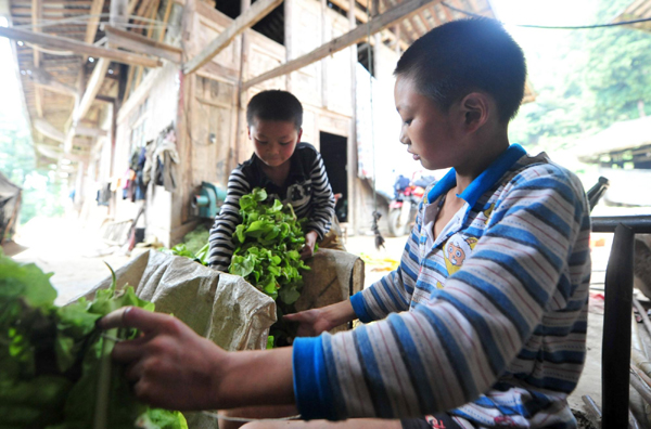 Brothers fill summer with tobacco chores