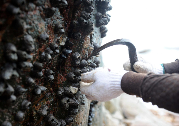 Migrant seashell collectors