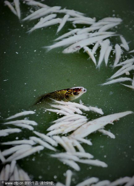 Bridge construction leads to massive fish deaths