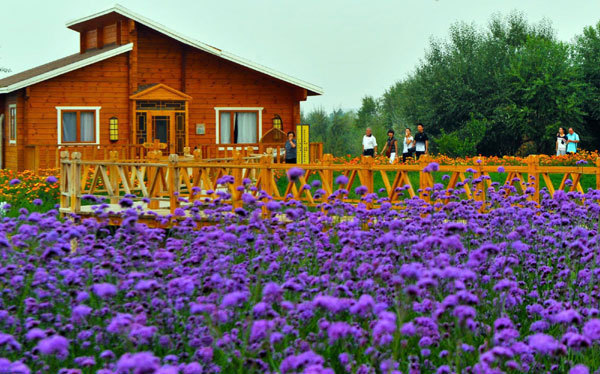 Ecological oasis in Tengger desert