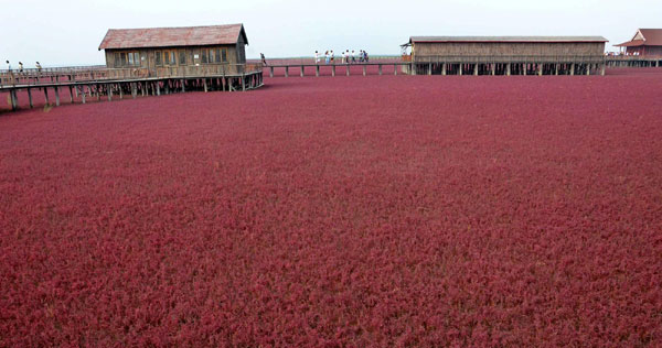 Red-blanketed beach in NE China