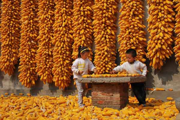 A season of harvest