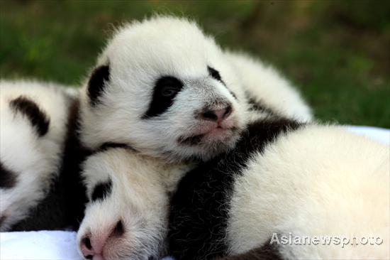 Panda cubs sunbathe in SW China