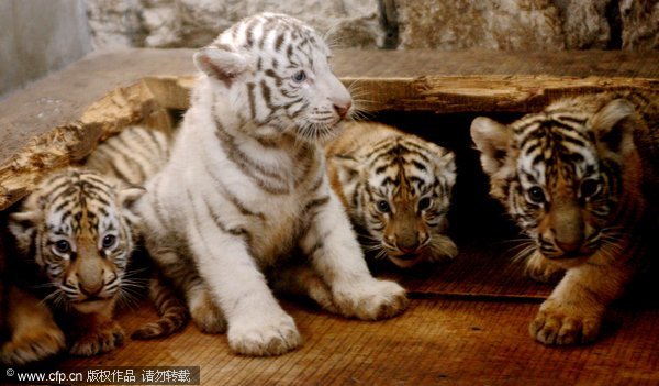 Showtime for tiger quadruplets, E China