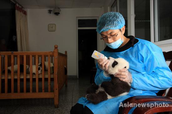 Pandas get health checkup in SW China