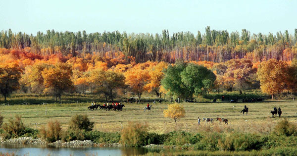 Autumn photos: Xinjiang's poplars