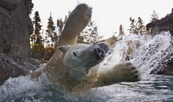 Polar bears at St-Felicien Wildlife Zoo