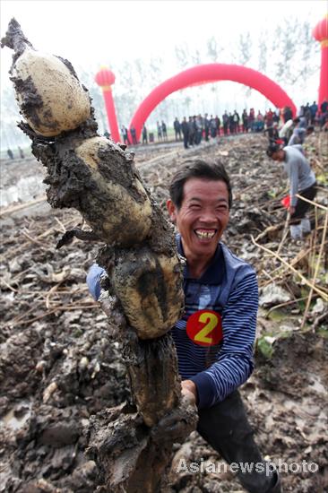 Biggest lotus root crowned in C China