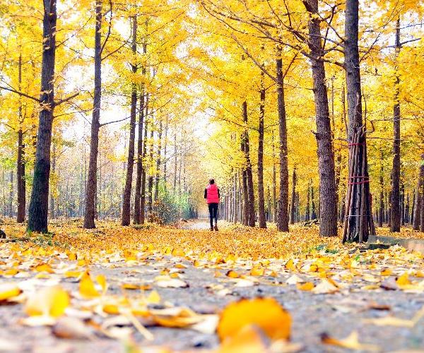 Beautiful gingkgo trees attract visitors