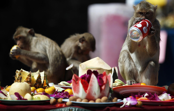 Monkey Buffet Festival in Thailand