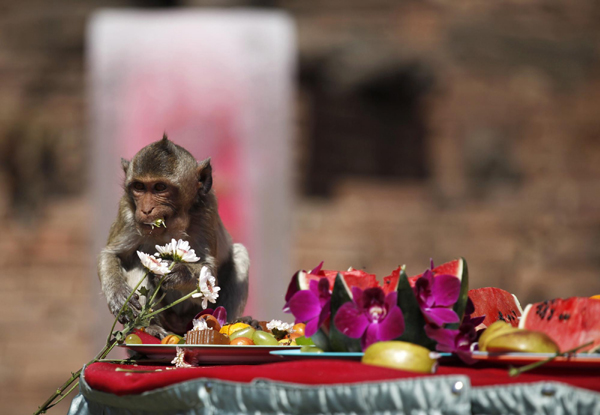 Monkey Buffet Festival in Thailand