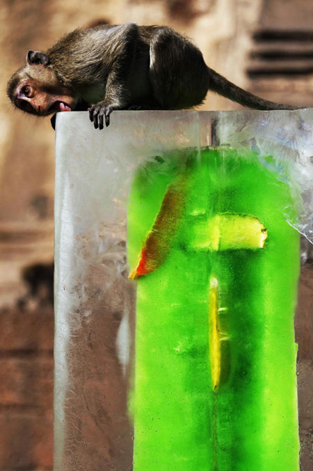 Monkey Buffet Festival in Thailand