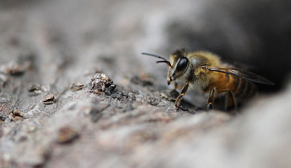 The war between wild bees and wasps