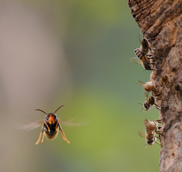 The war between wild bees and wasps