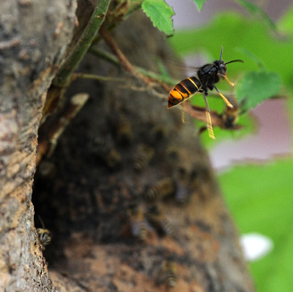 The war between wild bees and wasps