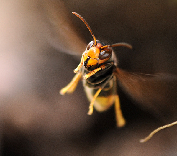 The war between wild bees and wasps