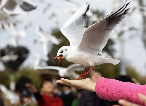 Gulls from Siberia winter in Kunming