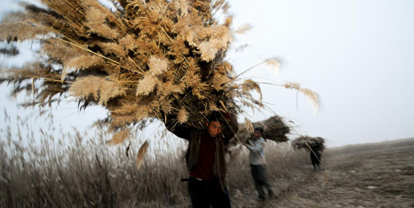 Harvest time on the wetlands