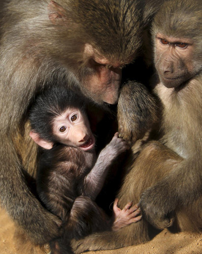 Beasts at a Jordanian zoo