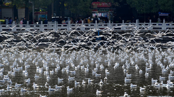 Black-headed gulls migrate from Siberia to Kunming