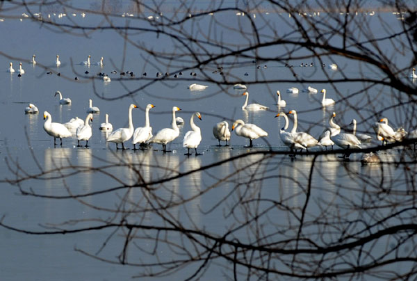 Swans from Siberia spend winter in C China