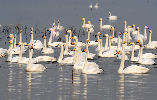 Swans from Siberia spend winter in C China