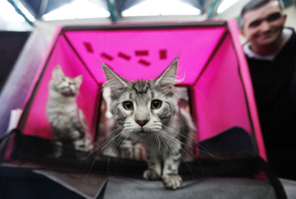 Cat exhibition held in Israel