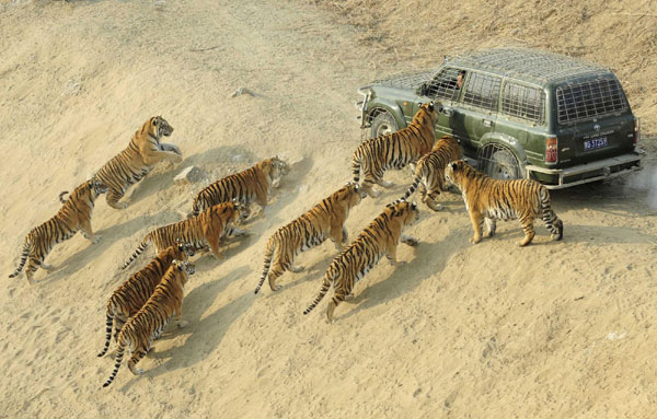 In photos: Siberian tigers in NE China