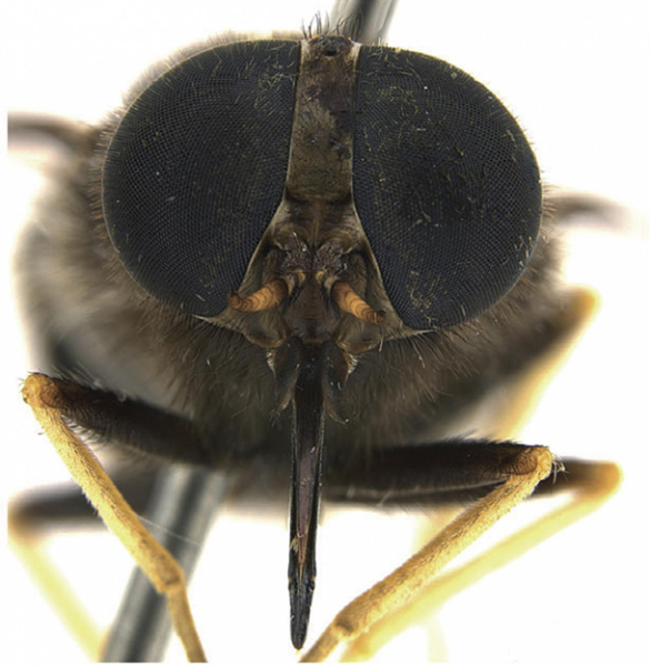 Horse fly named after US pop singer Beyonce